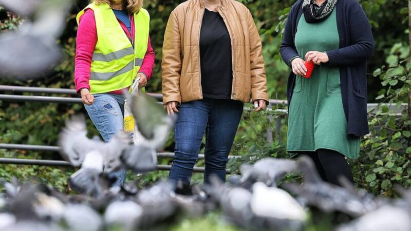 Projektstart in Mettmann: So werden die Tauben vom Jubi weggelockt