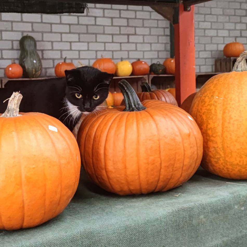 Rezepte, Gärten, Schnitzen: Acht Kürbishöfe in unserer Region, die einen Besuch wert sind
