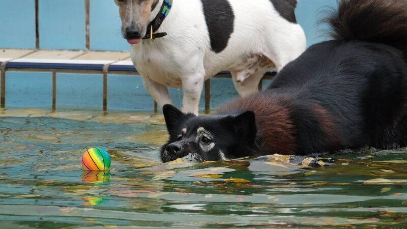 Besondere Veranstalzung: Hundeschwimmen im Heljensbad ist für den guten Zweck