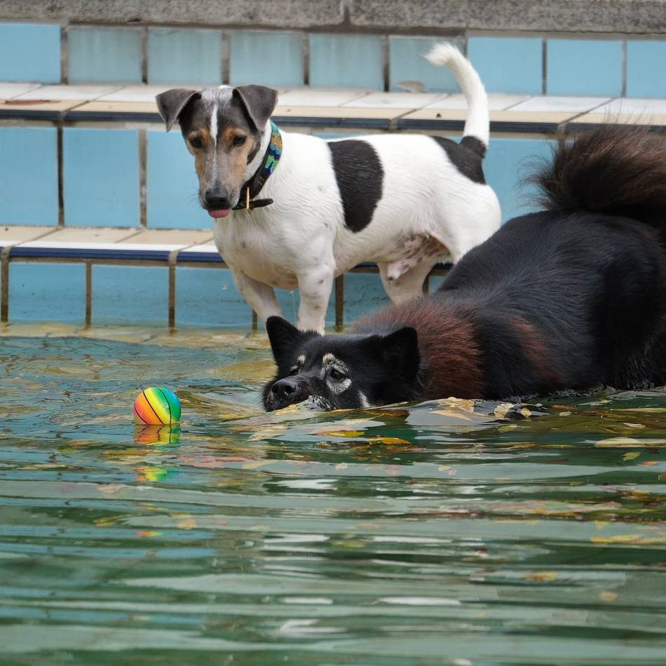 Besondere Veranstalzung: Hundeschwimmen im Heljensbad ist für den guten Zweck