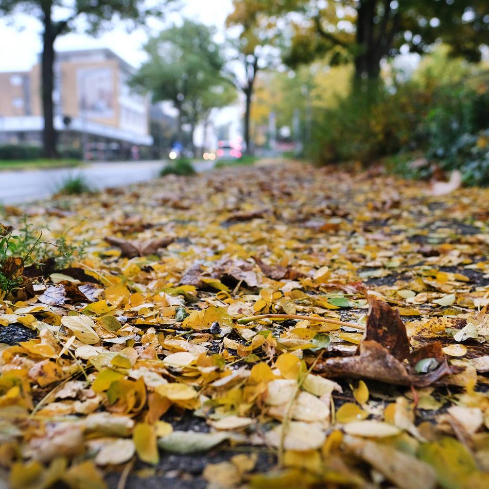 Stadt Ratingen gibt Tipps: Das Herbstlaub richtig entsorgen