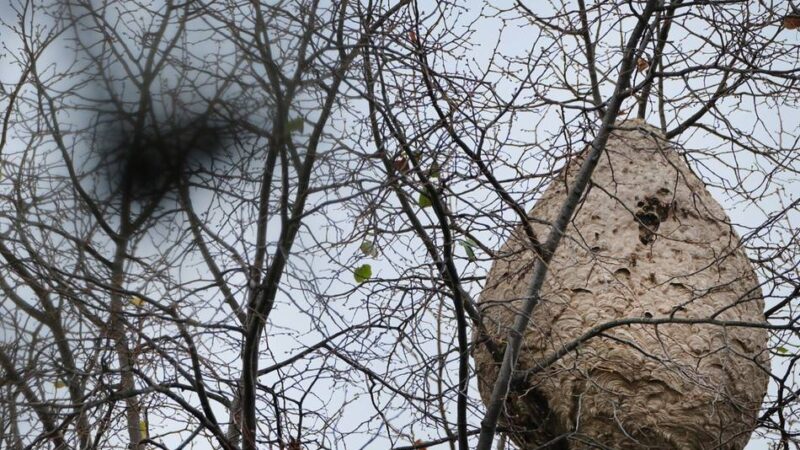 Neuer Fund in Ratingen-West: Imkerverein plant sichere Entfernung von Hornissennest