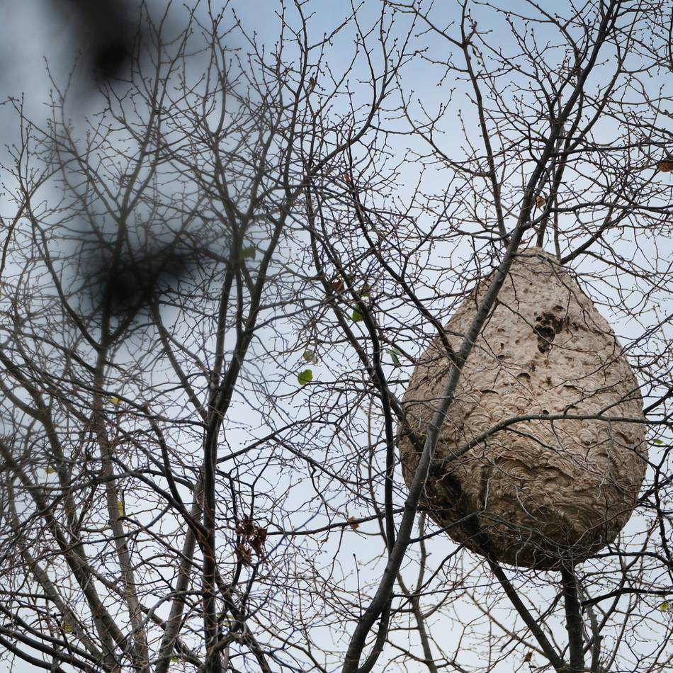 Neuer Fund in Ratingen-West: Imkerverein plant sichere Entfernung von Hornissennest