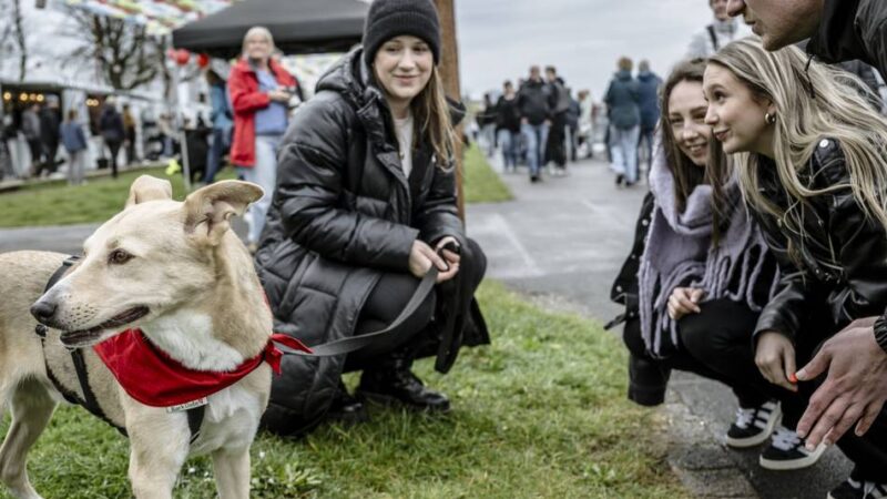 Bark-Date in Düsseldorf: Tierschutz-Hunde hoffen auf ein neues Zuhause