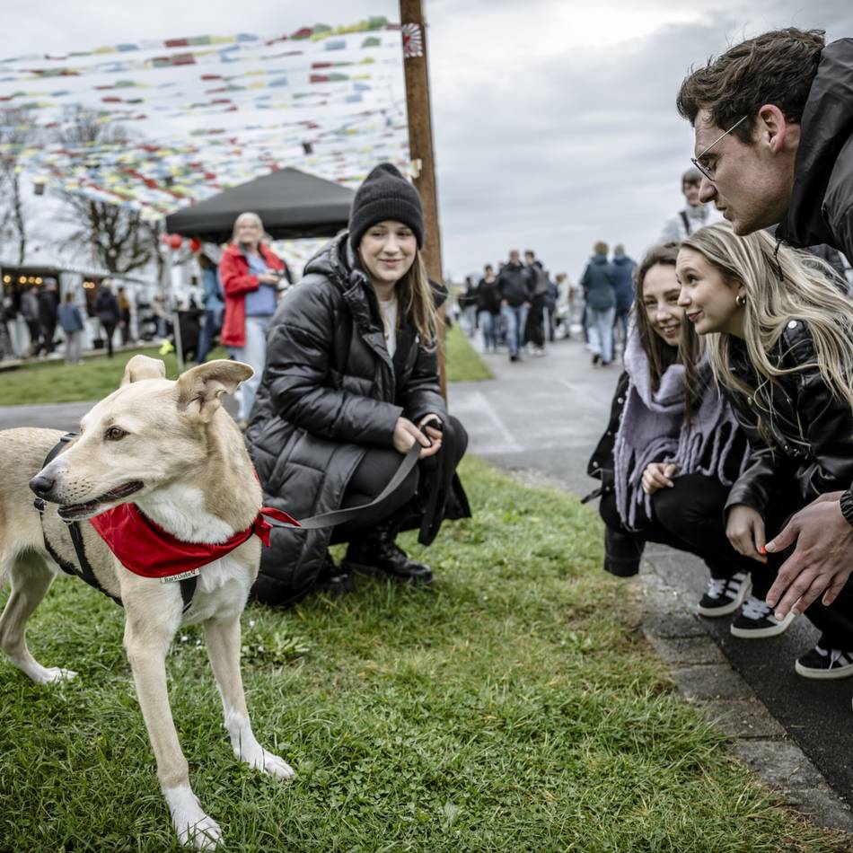 Bark-Date in Düsseldorf: Tierschutz-Hunde hoffen auf ein neues Zuhause