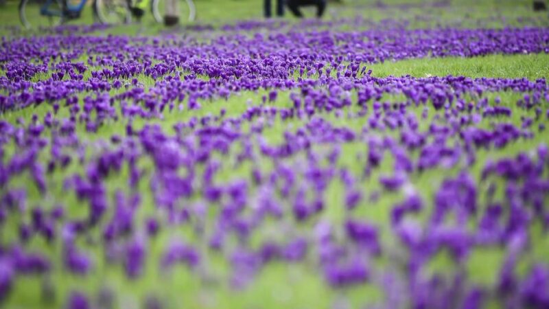 Beliebtes Fotomotiv in Düsseldorf: Mehr als eine Million Krokusse – Blütenmeer im Rheinpark soll wieder in voller Pracht erblühen