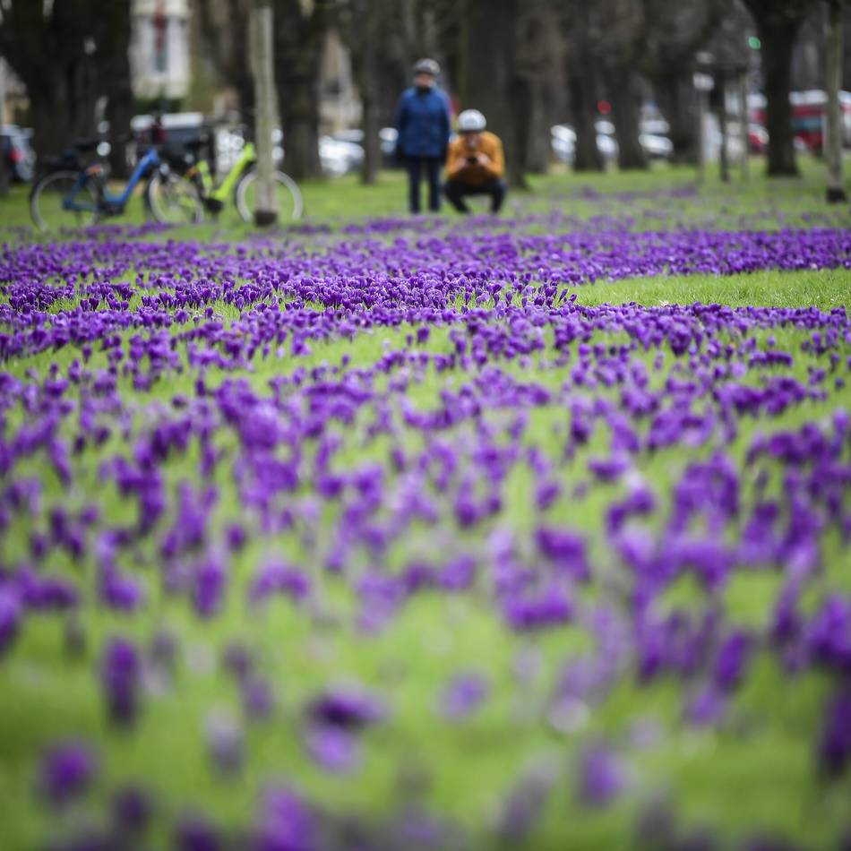 Beliebtes Fotomotiv in Düsseldorf: Mehr als eine Million Krokusse – Blütenmeer im Rheinpark soll wieder in voller Pracht erblühen