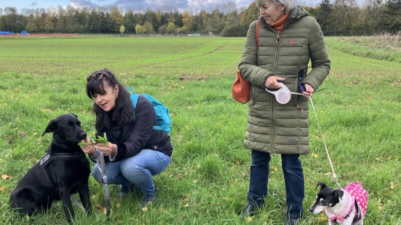 Wildkräuterwanderung in Meerbusch: Auch gegen Hundeleiden ist ein Kraut gewachsen