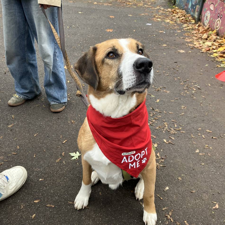 Speed-Dating für Hunde in Düsseldorf: Liebe auf den ersten Wuff – will denn niemand Kimbo haben?