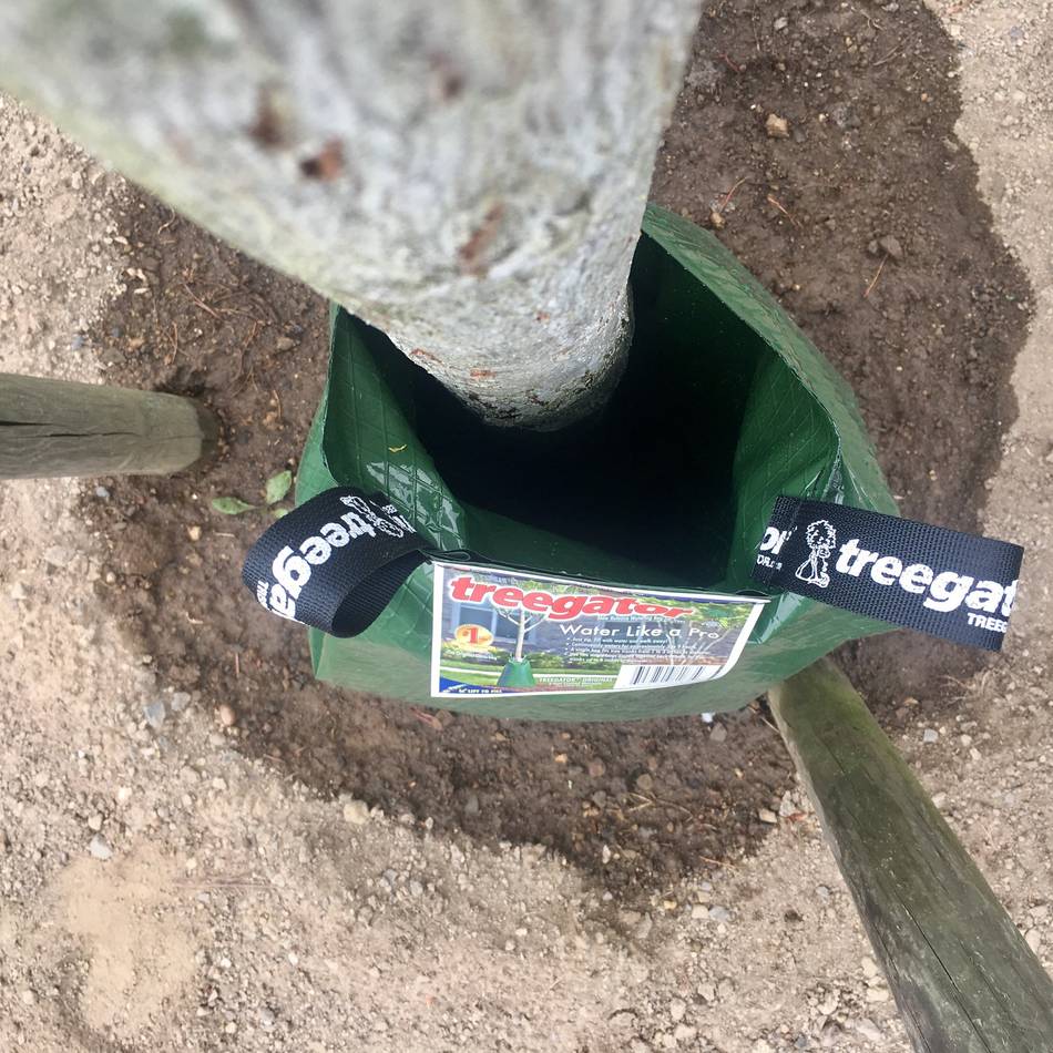 Baumpaten in Hilden müssen handeln: Bewässerungssäcke im Winter trocken lagern