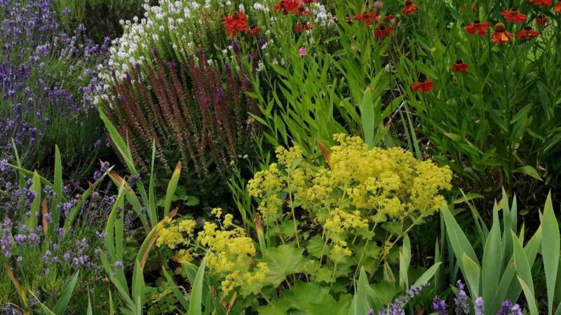 „Der Garten soll auch wild sein“: Das sind „Meerbuschs Vorgärten des Jahres“