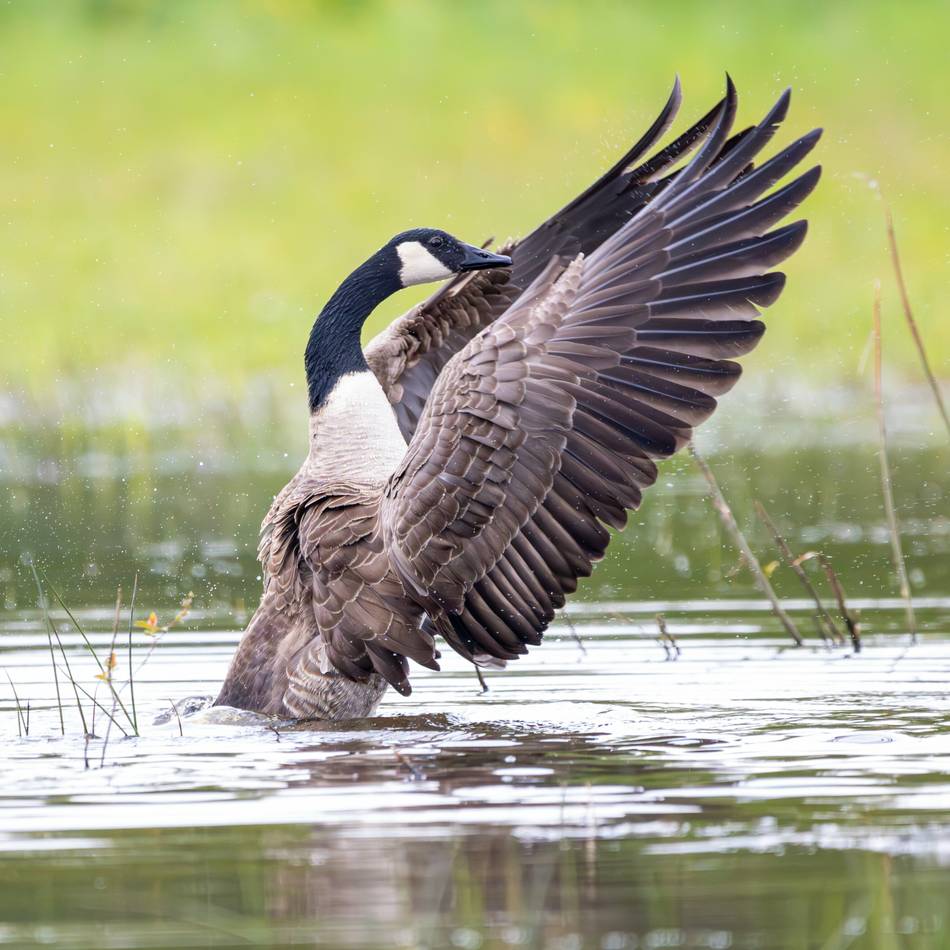 Stadt ruft zur Vorsicht auf: Vogelgrippe bei Kanadagans in Duisburg nachgewiesen