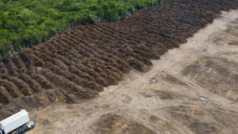 Waldzustandsbericht: Landwirtschaft treibt weltweite Abholzung von Wäldern voran
