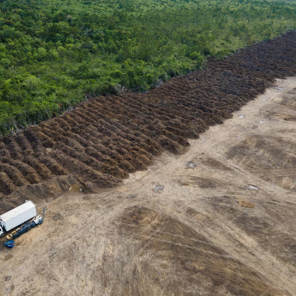Waldzustandsbericht: Landwirtschaft treibt weltweite Abholzung von Wäldern voran