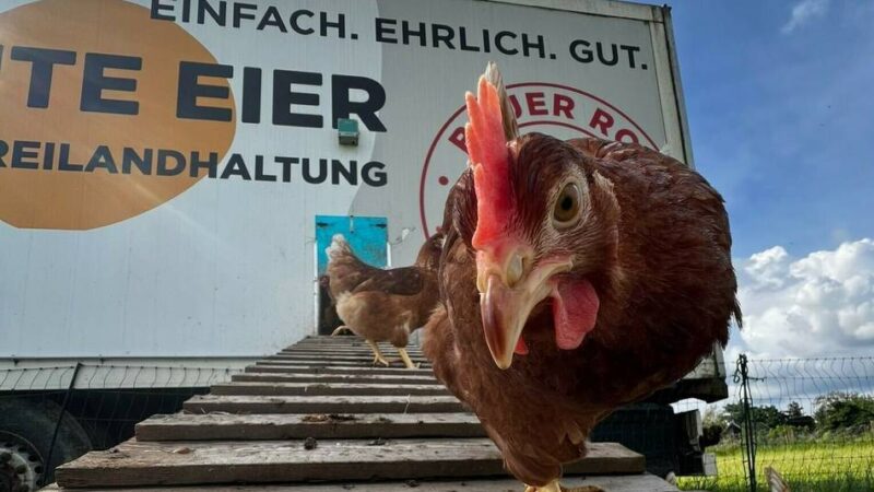 Schutz gegen die Vogelgrippe in Meerbusch: Keine Eier aus Freilandhaltung mehr?