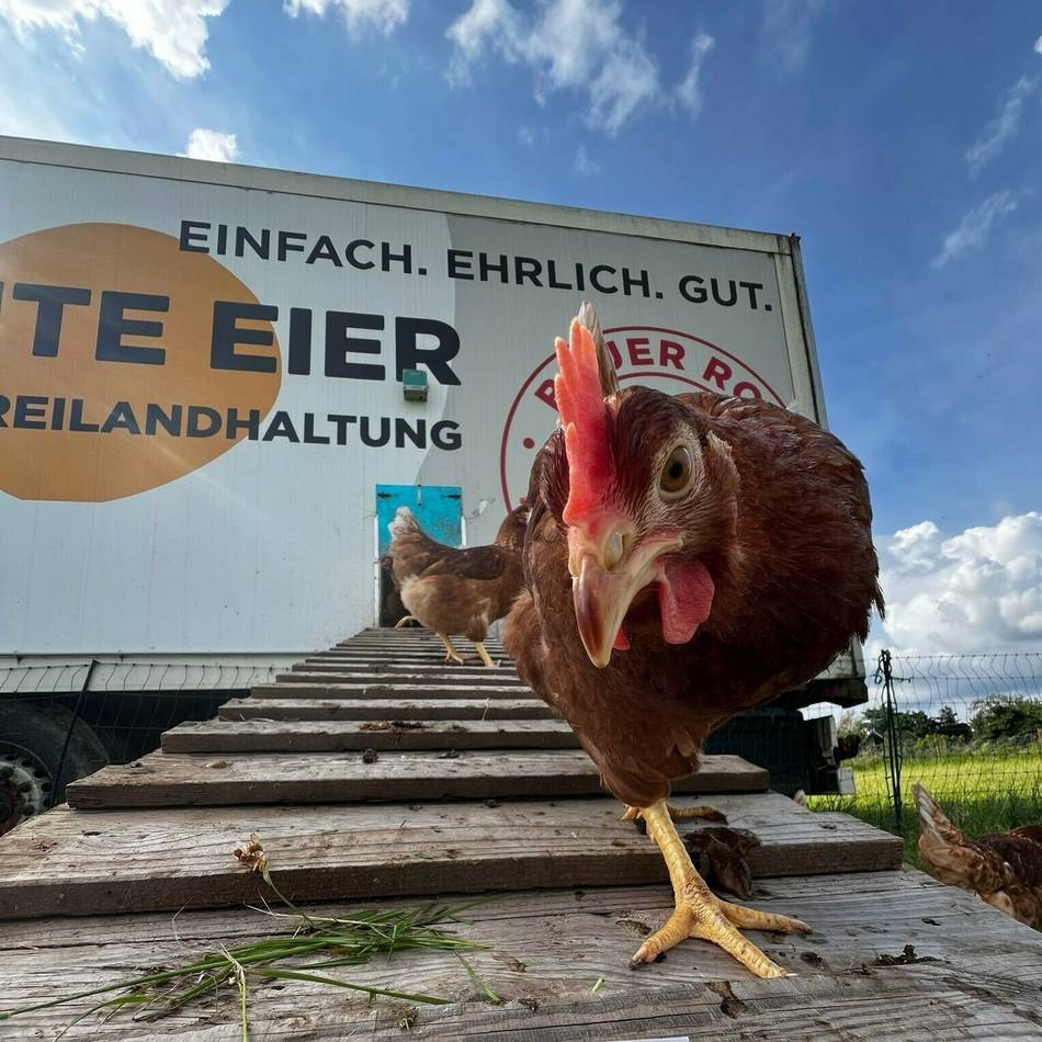 Schutz gegen die Vogelgrippe in Meerbusch: Keine Eier aus Freilandhaltung mehr?