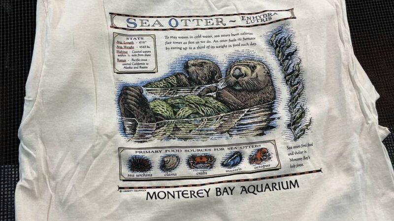 „Ziemlich gutes Problem“: Uraltes T-Shirt von Taylor Swift beschert Seeottern eine Spendenflut