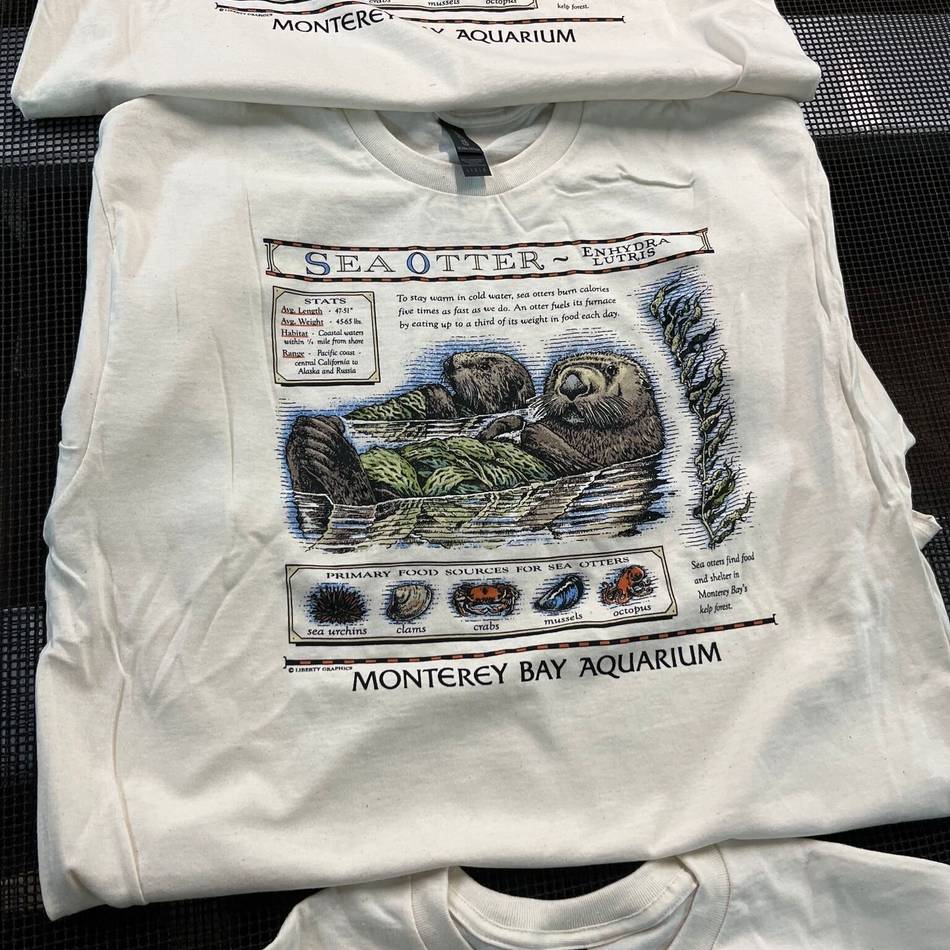 „Ziemlich gutes Problem“: Uraltes T-Shirt von Taylor Swift beschert Seeottern eine Spendenflut