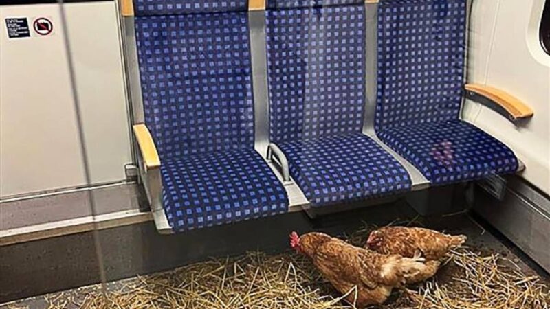 Hennen in der S6 von Essen nach Köln: Unbekannter macht aus S-Bahn-Abteil Hühnerstall