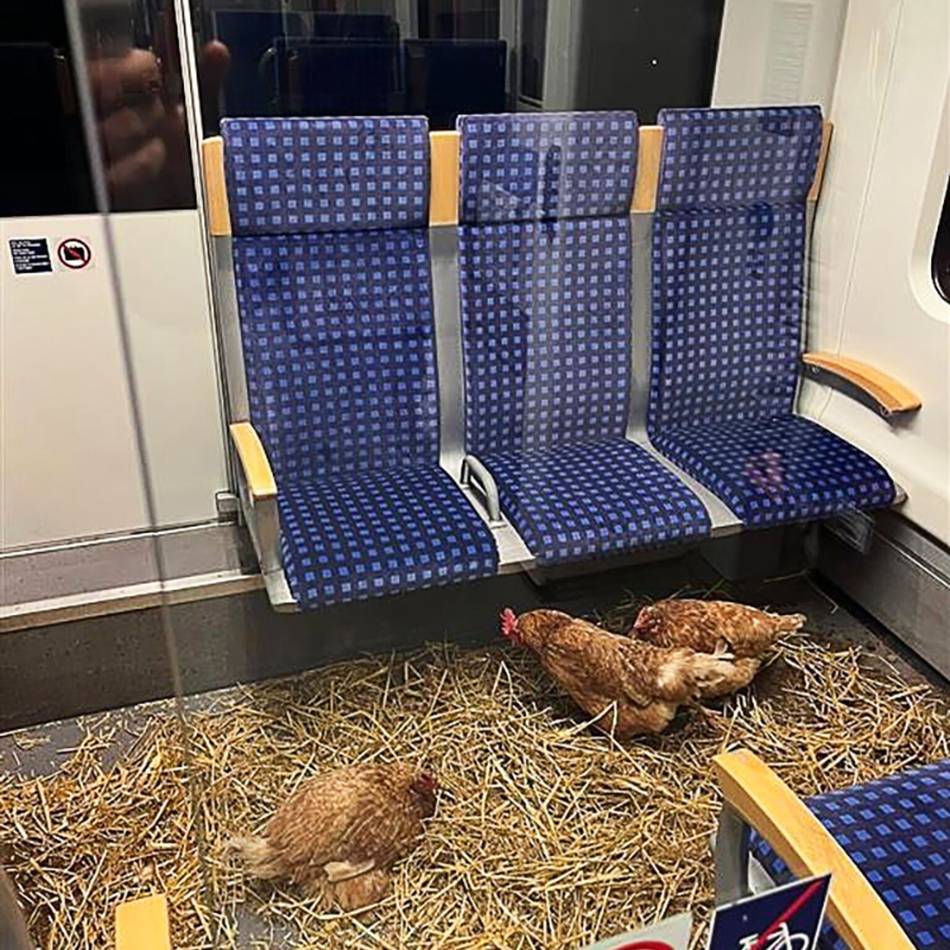 Hennen in der S6 von Essen nach Köln: Unbekannter macht aus S-Bahn-Abteil Hühnerstall