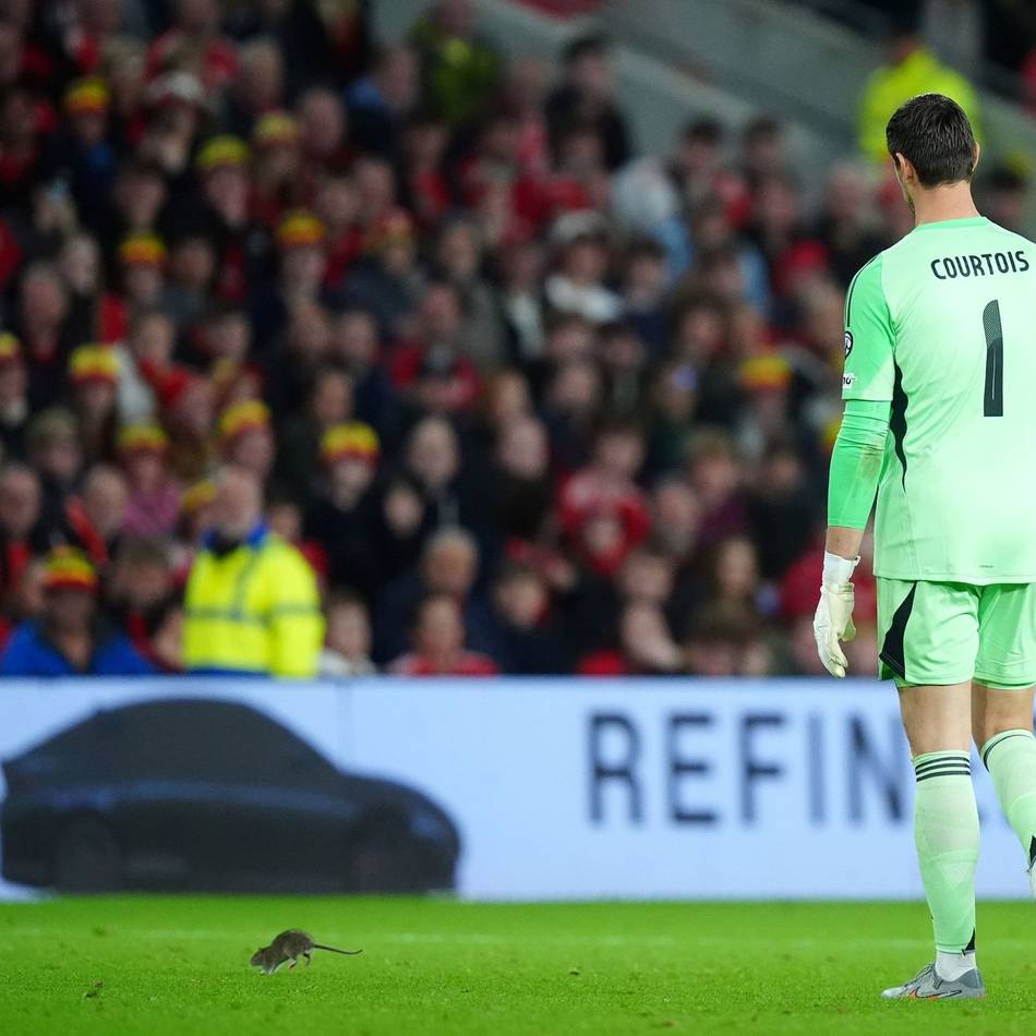 Tierischer Flitzer: Nager stört WM-Quali – Hier jagt Belgiens Keeper Courtois eine Ratte