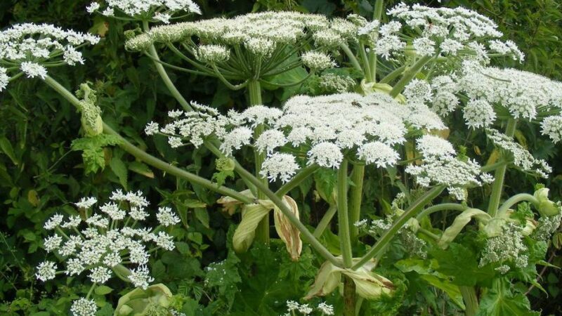 Aktion in Langenfeld: Gemeinsam den Landschaftspark nach Neophythen durchforsten