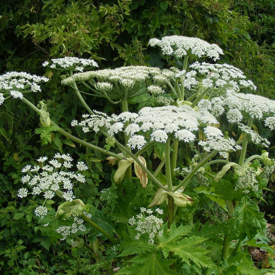 Aktion in Langenfeld: Gemeinsam den Landschaftspark nach Neophythen durchforsten