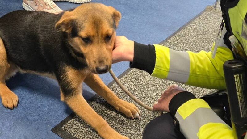 Besitzer gesucht: Welpe irrte auf Straße umher und landete auf Polizeiwache