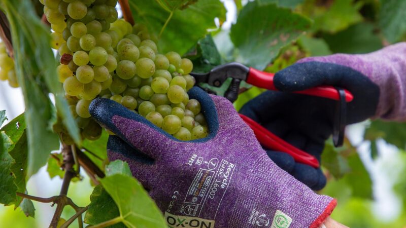 Deutsche Winzer: Weinernte fällt unerwartet schwach aus