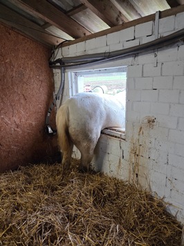 FW Datteln: Pferd „Pirat“ versucht Flucht durch Stallfenster