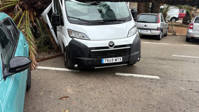 Bäume stürzten um, Objekte fielen von Dächern: so wütete der Sturm in Calvià und Palma