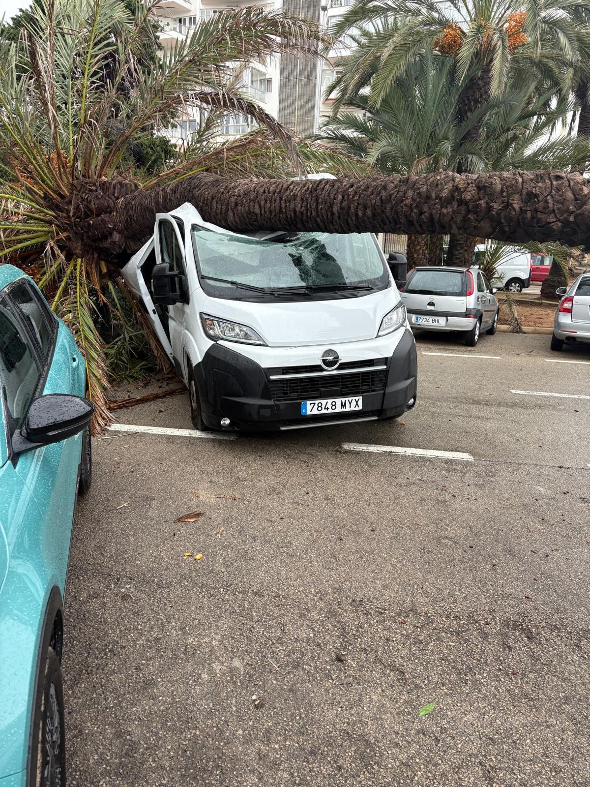 Bäume stürzten um, Objekte fielen von Dächern: so wütete der Sturm in Calvià und Palma