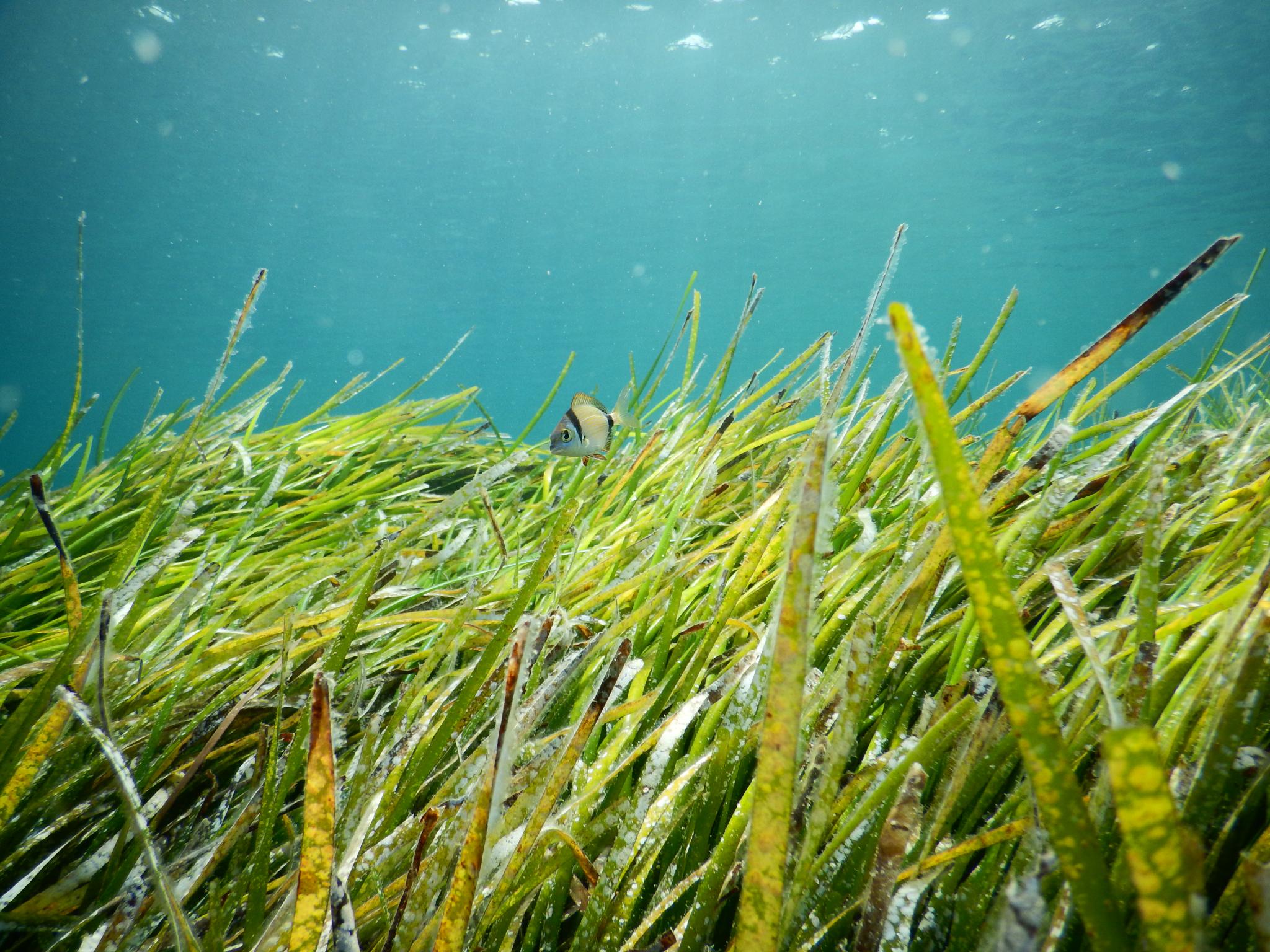 TV-Tipp zur Superpflanze des Meeres: Wie Menschen ihr Leben für das Mallorca-Seegras „Posidonia“ geben