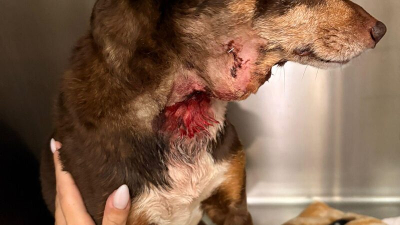 Blutiges Drama in Partyviertel von Palma: Kampfhund verbeißt sich in Hals von Hündin