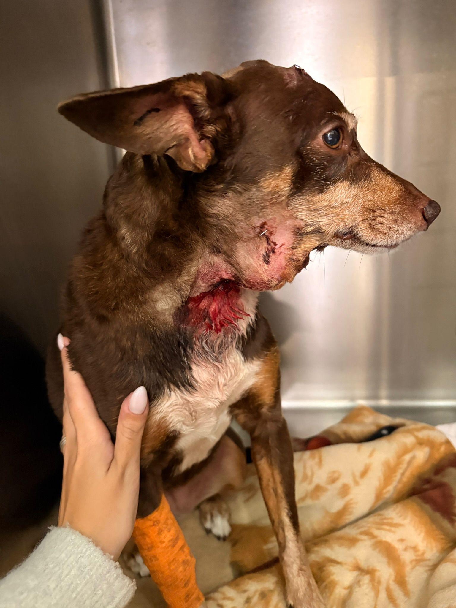 Blutiges Drama in Partyviertel von Palma: Kampfhund verbeißt sich in Hals von Hündin