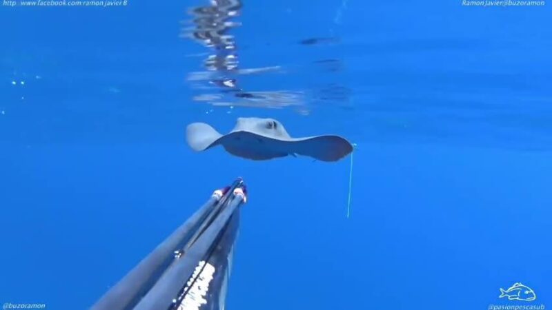 Video: Stechrochen lässt sich von Taucher auf Mallorca diesen Gegenstand entfernen