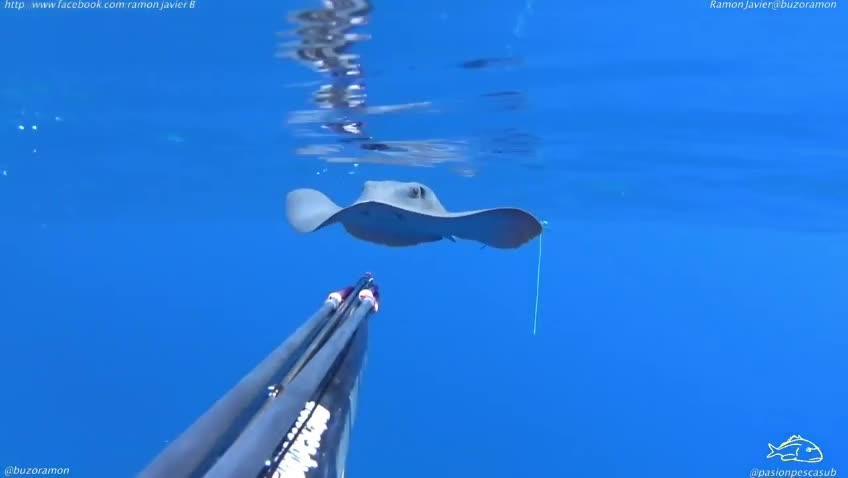 Video: Stechrochen lässt sich von Taucher auf Mallorca diesen Gegenstand entfernen