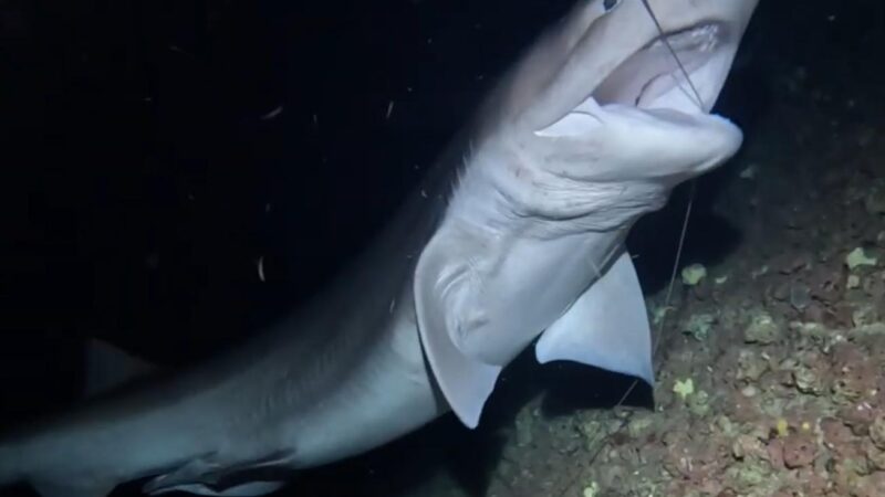 Über fünf Meter lang! Exemplar von bislang hier nie gesehener Haiart vor Mallorca gesichtet