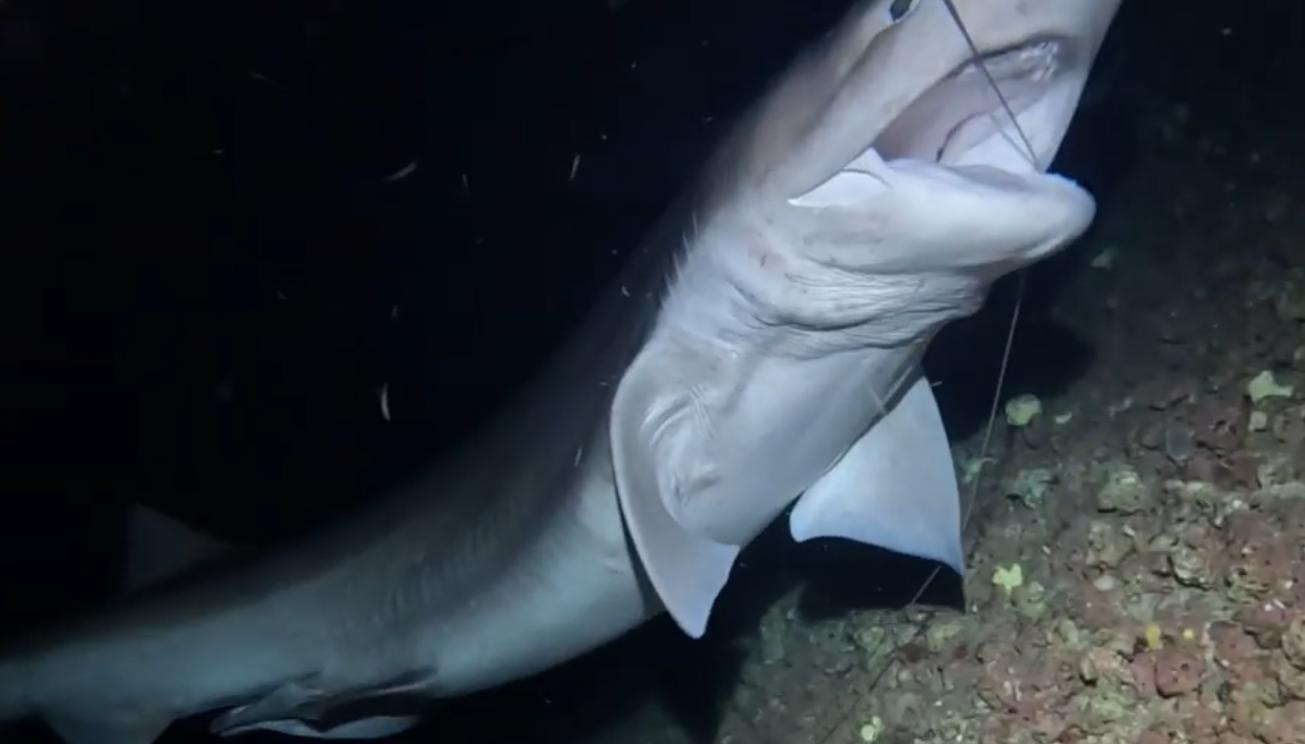 Über fünf Meter lang! Exemplar von bislang hier nie gesehener Haiart vor Mallorca gesichtet