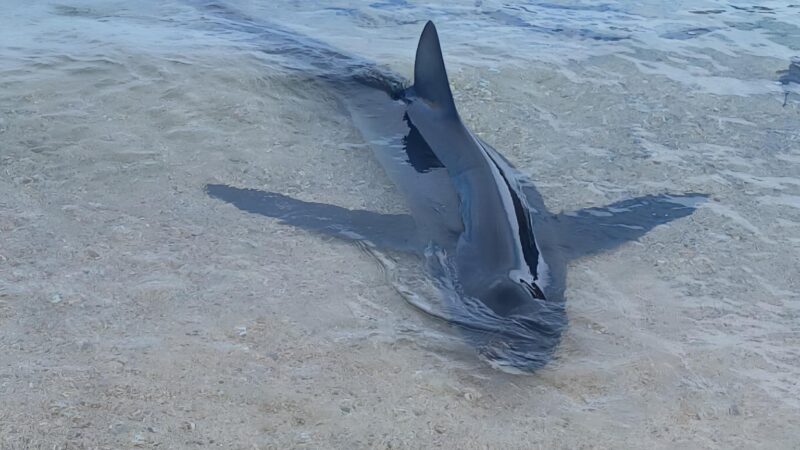 Nach blutiger Attacke von Schwertfischen: Verletzter Blauhai an Strand auf Mallorca aufgetaucht