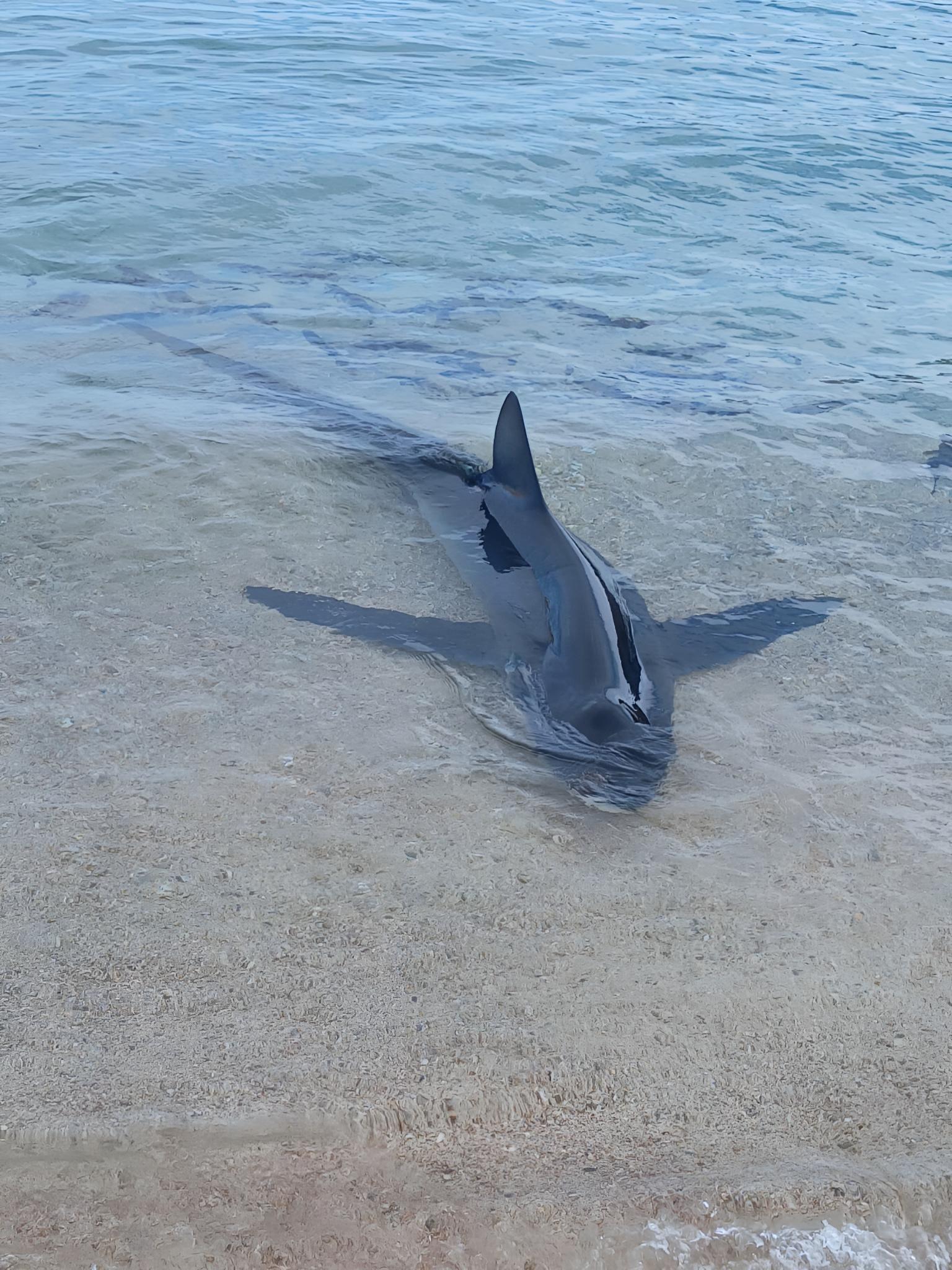 Nach blutiger Attacke von Schwertfischen: Verletzter Blauhai an Strand auf Mallorca aufgetaucht