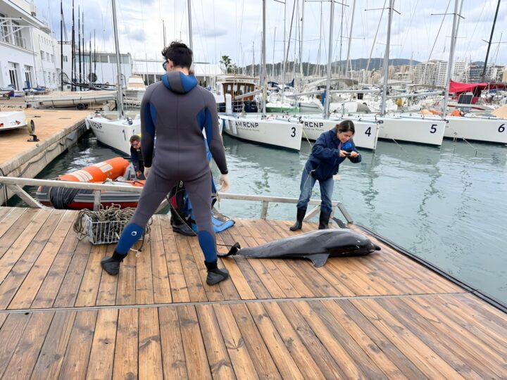 Rätselhaft: Toter Delfin im Königlichen Yachtclub von Palma aus dem Meer geholt