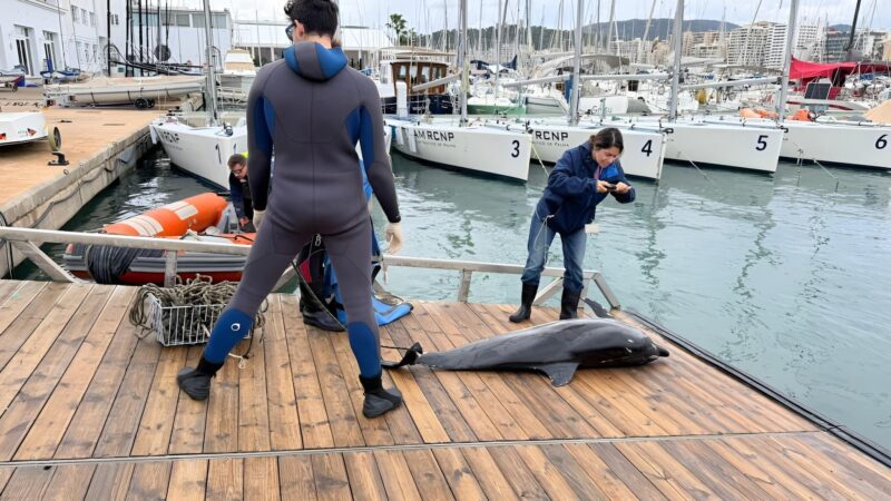 Rätselhaft: Toter Delfin im Königlichen Yachtclub von Palma aus dem Meer geholt