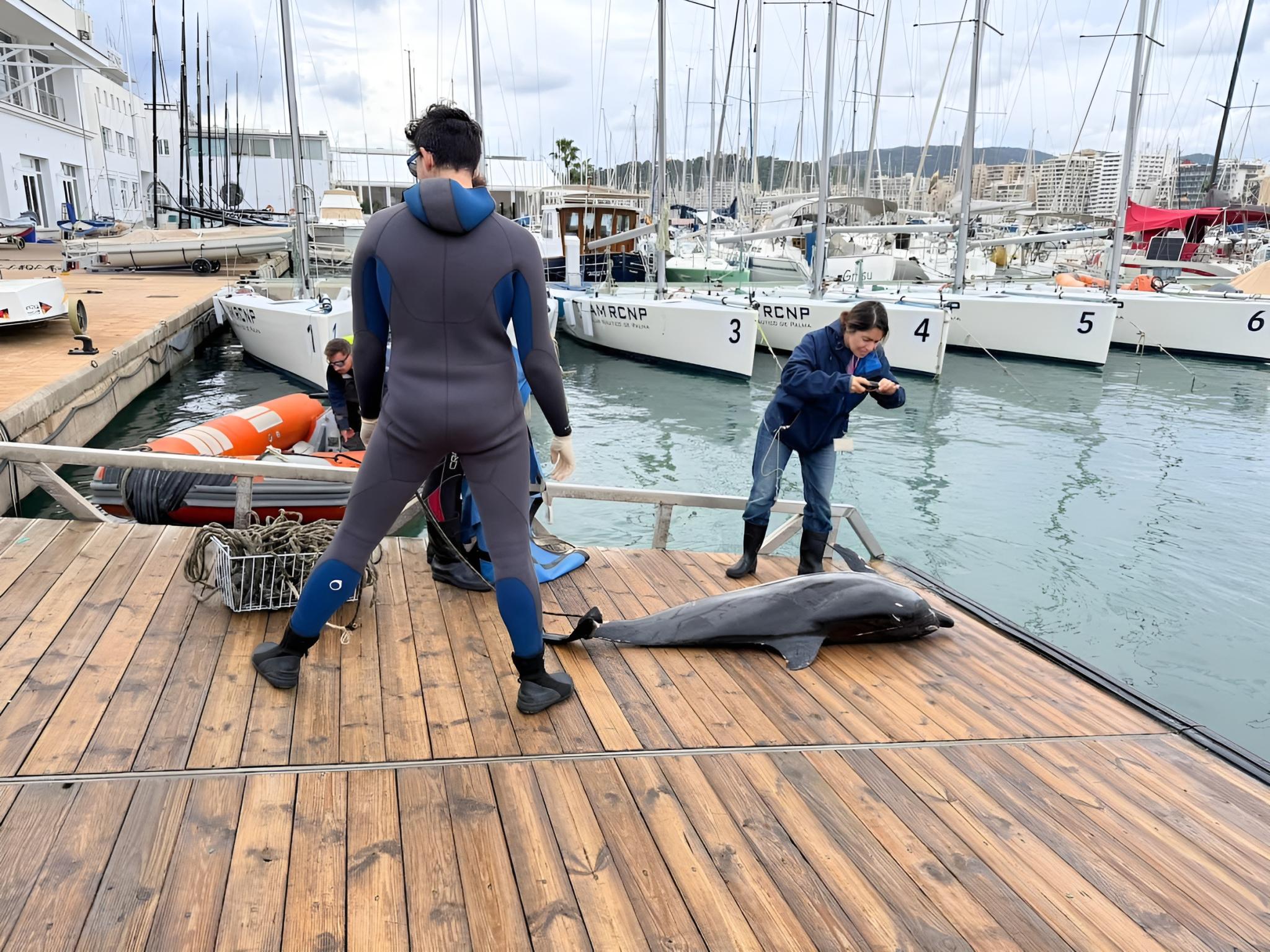 Rätselhaft: Toter Delfin im Königlichen Yachtclub von Palma aus dem Meer geholt