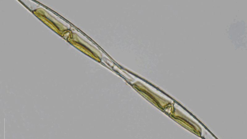 Sensationelle Entdeckung vor Mallorca: Algen strahlen ihr eigenes Licht aus!