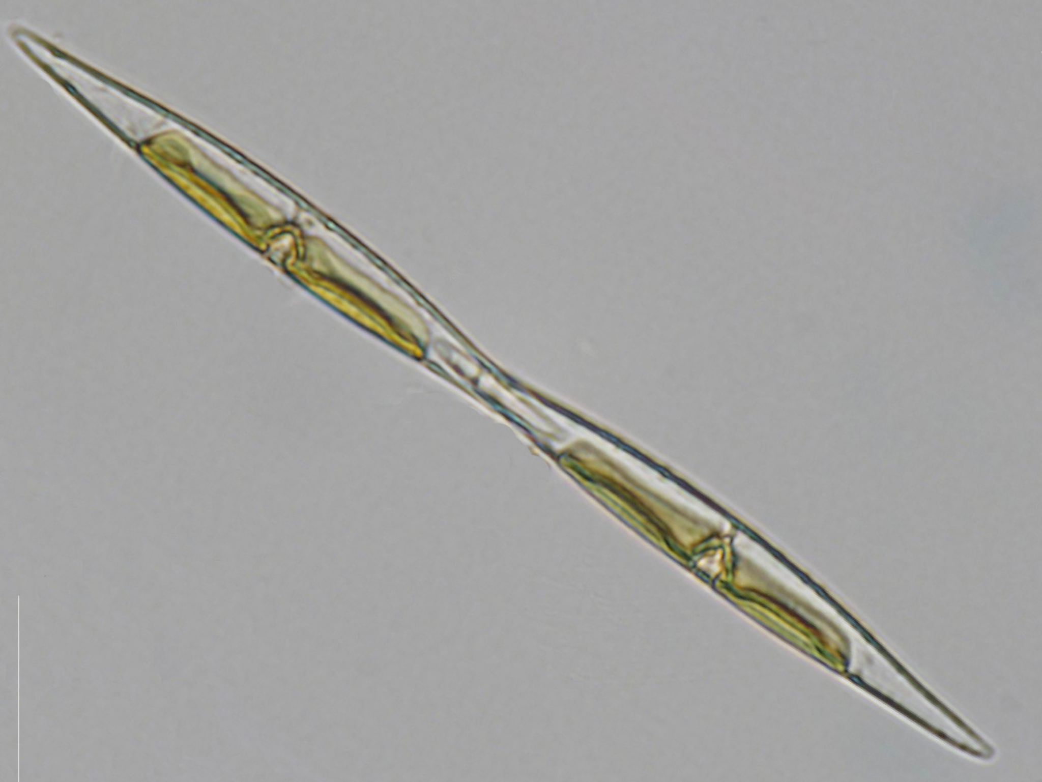 Sensationelle Entdeckung vor Mallorca: Algen strahlen ihr eigenes Licht aus!