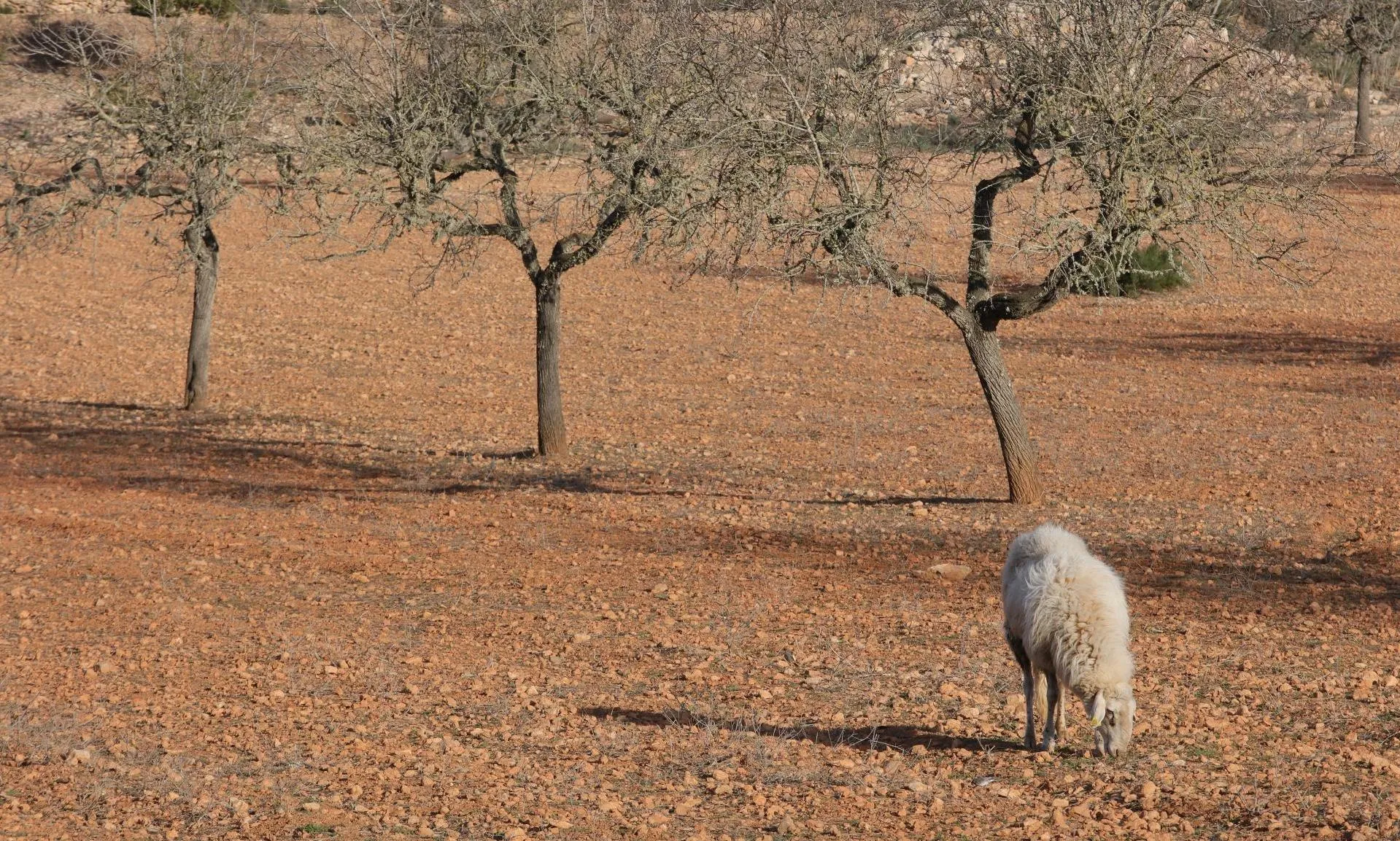 Mallorca trocknet aus: 85 Prozent des Territoriums von Wüstenbildung bedroht