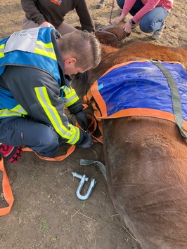 FW-BO: Pferderettung in Sevinghausen