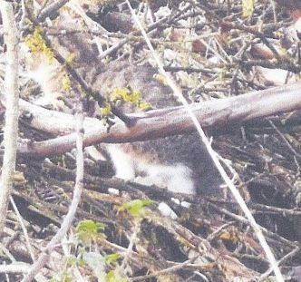 LPI-NDH: Katzenwelpen ausgesetzt – Polizei sucht Zeugen