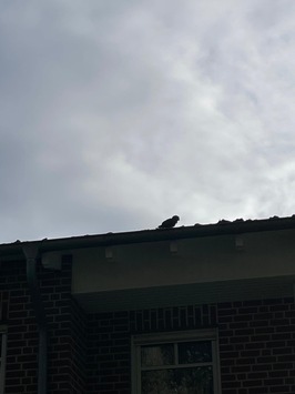 FW Bocholt: Papagei auf Abwegen